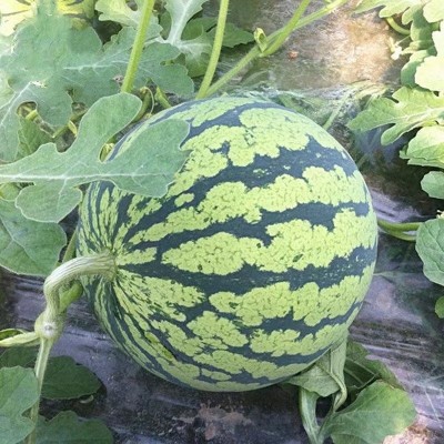 现摘冰糖8424麒麟西瓜水果新鲜10斤孕妇当季整箱大小甜瓜 类保包熟图3