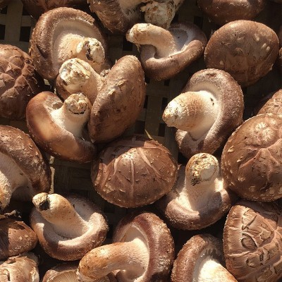 3.4-4.5香菇 食用菌菇供应餐厅超市批发 一件2斤肉厚花菇图3