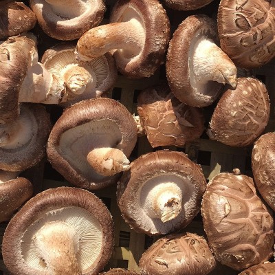 3.4-4.5香菇 食用菌菇供应餐厅超市批发 一件2斤肉厚花菇图5