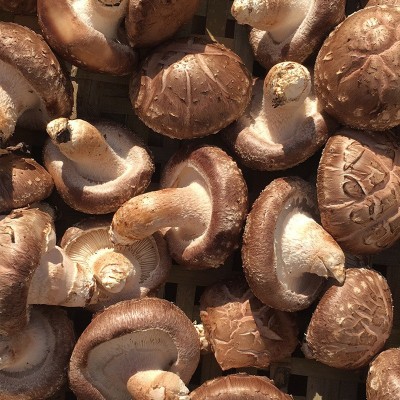 3.4-4.5香菇 食用菌菇供应餐厅超市批发 一件2斤肉厚花菇图2