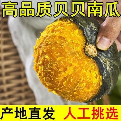 【新鲜贝贝小南瓜】板栗味婴儿辅食老南瓜粉糯香甜代发一件包邮图3