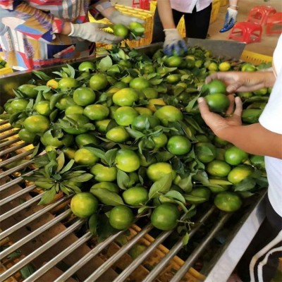 大量特早无核柑橘批发 普早桔子出售 果园看货定价 无代办费图4