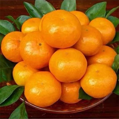 大量特早无核柑橘批发 普早桔子出售 果园看货定价 无代办费图2