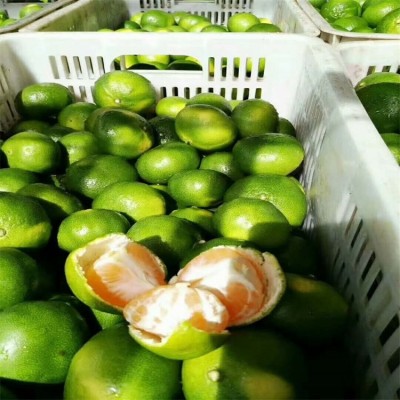 大量特早无核柑橘批发 普早桔子出售 果园看货定价 无代办费图5