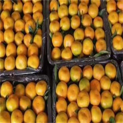 大量特早无核柑橘批发 普早桔子出售 果园看货定价 无代办费图3