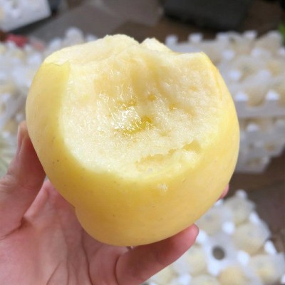 网纹山东烟台黄金奶油富士苹果脆甜多汁批发现摘现发黄金富士苹果图4