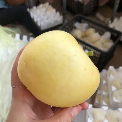 山东烟台苹果黄金奶油富士苹果黄金果脆甜当季新鲜水果冰糖心苹果图2