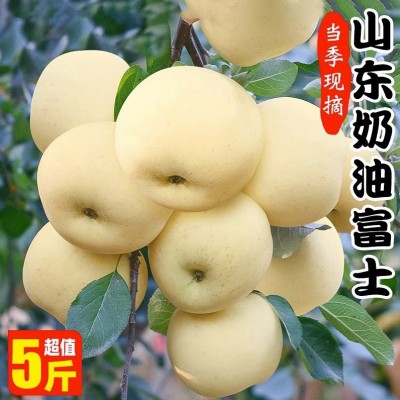 山东烟台苹果黄金奶油富士苹果黄金果脆甜当季新鲜水果冰糖心苹果