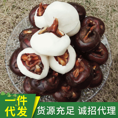 山那边农庄自家种植 鲜甜多汁马蹄一件代发 广西荔浦新鲜大荸荠图2