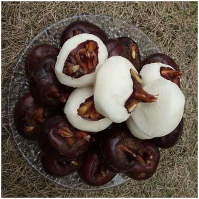 山那边农庄自家种植 鲜甜多汁马蹄一件代发 广西荔浦新鲜大荸荠图3