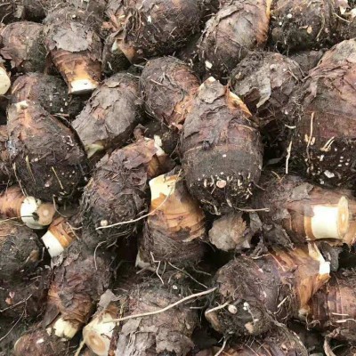 荔浦山那边农庄新鲜现挖广西特产荔浦芋头 槟榔芋香芋种子包邮图3