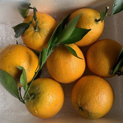 现摘现发广西夏橙高山夏橙酸甜爽口夏橙5斤装当季水果新鲜采摘图3