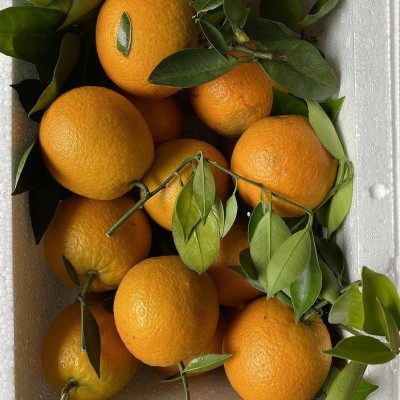 现摘现发广西夏橙高山夏橙酸甜爽口夏橙5斤装当季水果新鲜采摘图4