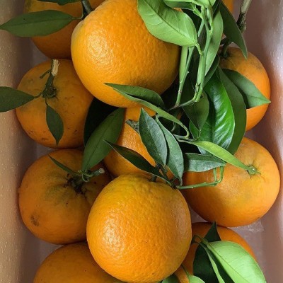 现摘现发广西夏橙高山夏橙酸甜爽口夏橙5斤装当季水果新鲜采摘图2