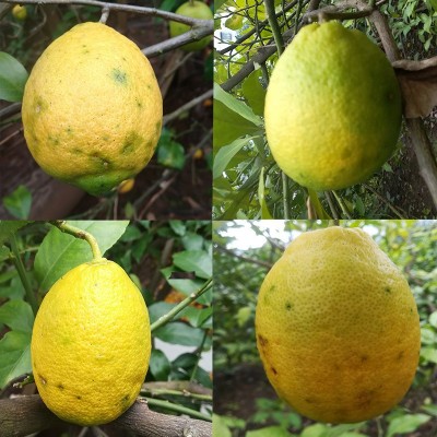 安岳黄柠檬新鲜水果三级丑果净重9斤瑕疵果次果批发一件代发图5
