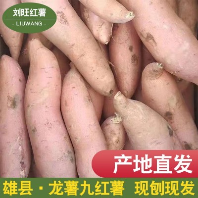 雄县龙薯九红薯新鲜现挖小香薯地瓜番薯生鲜红心软糯香甜地瓜批发图2