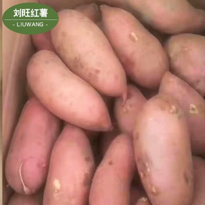 雄县龙薯九红薯新鲜现挖小香薯地瓜番薯生鲜红心软糯香甜地瓜批发图3
