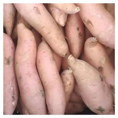 雄县龙薯九红薯新鲜现挖小香薯地瓜番薯生鲜红心软糯香甜地瓜批发图5