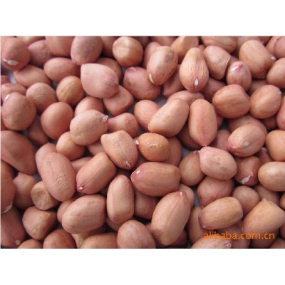 出口山东花生图2