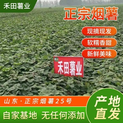 糖化烤薯50斤农场营养生现挖香甜糯流油红薯小番薯西瓜红新鲜地瓜图4