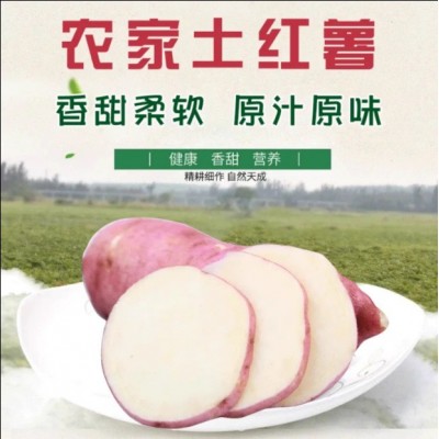 新鲜沙地地瓜板栗薯蜜薯红皮白心红薯山芋粉面番薯批发非红心白薯图4