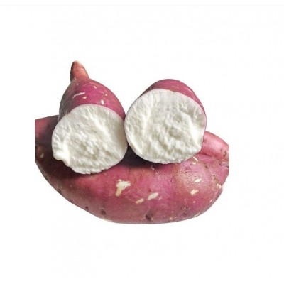 山东特产冰激凌口感批发产地白糖罐地瓜白哈蜜冰糖蜜薯图4