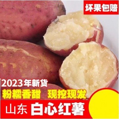 山东特产冰激凌口感批发产地白糖罐地瓜白哈蜜冰糖蜜薯图2