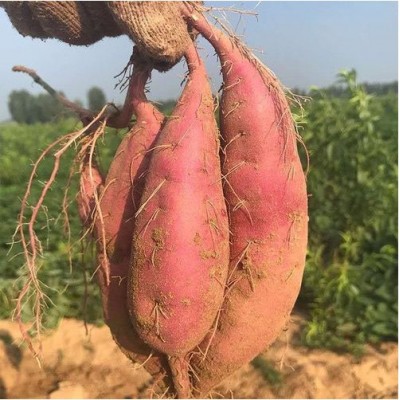 山东特产冰激凌口感批发产地白糖罐地瓜白哈蜜冰糖蜜薯图3