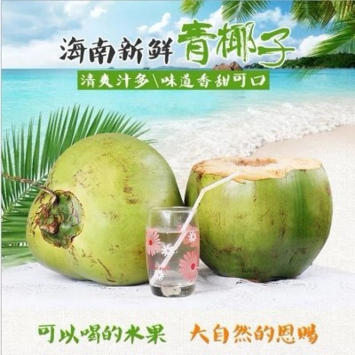 海南带皮椰青新鲜椰子大椰青孕妇水果补羊水厂家现摘现发免邮椰肉图3