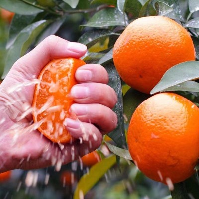 有机沃柑广西沃柑新鲜水果当季水果整箱桔子柑橘现摘包邮沃柑批发图2