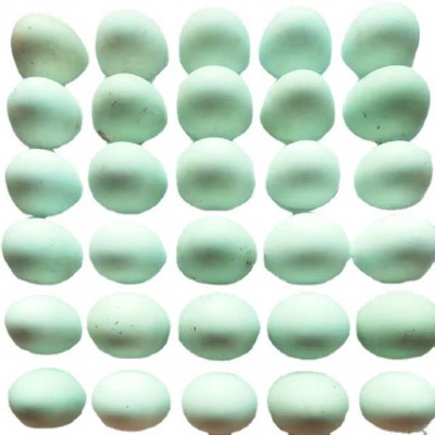 鸡蛋新鲜绿皮土鸡蛋30枚农家散养谷物正宗草鸡蛋柴鸡蛋批发整箱图5