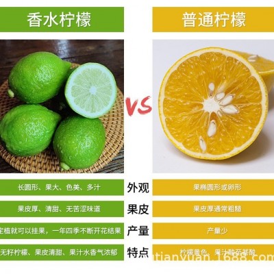 广东香水柠檬新鲜现摘无籽奶茶店专用一级青柠檬当季批发包邮整箱图2