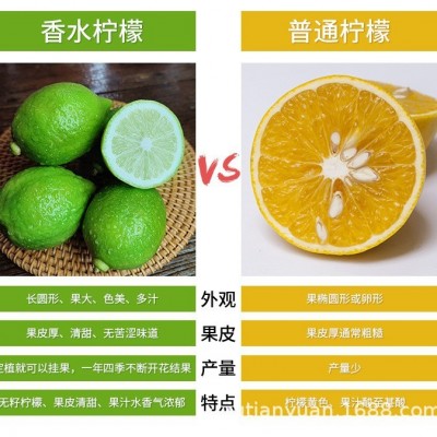 广东香水柠檬新鲜现摘无籽奶茶店专用一级青柠檬当季批发包邮整箱图2