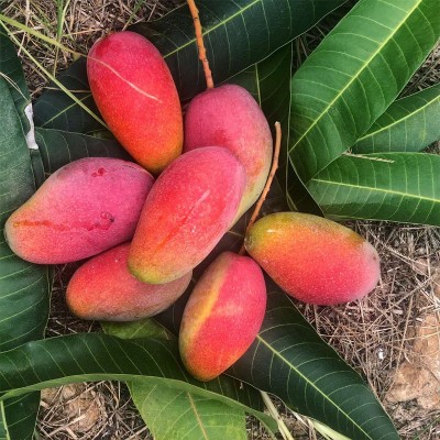 广西贵妃芒 代发1/9斤新鲜红金龙甜糯芒果应季孕妇水果礼盒非澳芒图3