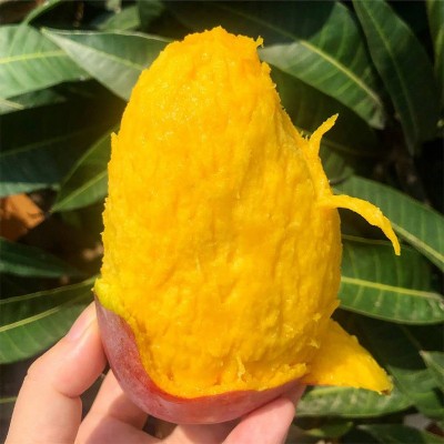 广西贵妃芒 代发1/9斤新鲜红金龙甜糯芒果应季孕妇水果礼盒非澳芒图2