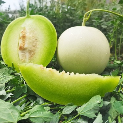 山东玉菇甜瓜 代发3/5斤新鲜应季水果礼品头茬冰激凌香瓜非网纹瓜图2