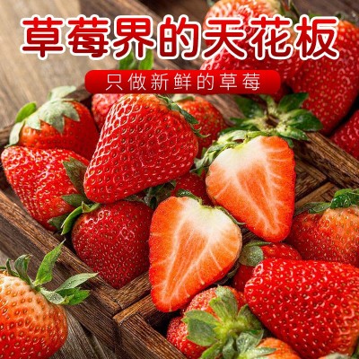 丹东九九草莓新鲜应季水果草莓头茬红颜草莓冰糖葫芦蛋糕装饰水果图3