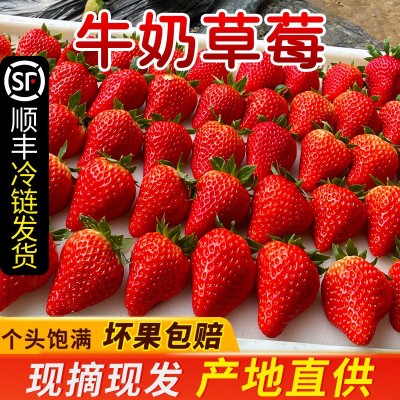 丹东九九草莓新鲜应季水果草莓头茬红颜草莓冰糖葫芦蛋糕装饰水果图2