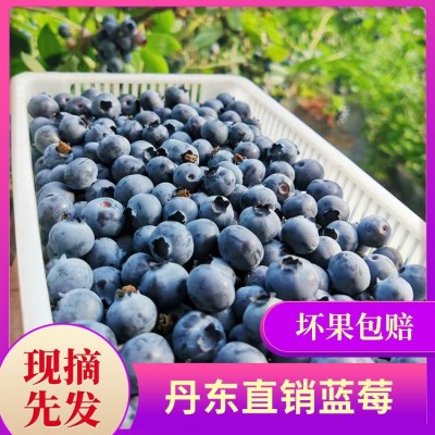 丹东蓝莓鲜果现摘现发水果蓝莓孕妇宝宝辅食当季顺丰空运箱装蓝莓图2