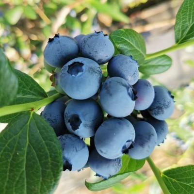 丹东蓝莓鲜果现摘现发水果蓝莓孕妇宝宝辅食当季顺丰空运箱装蓝莓图3