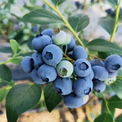 丹东蓝莓鲜果现摘现发水果蓝莓孕妇宝宝辅食当季顺丰空运箱装蓝莓图4
