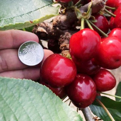 现摘现发大连大樱桃 美早红灯车厘子 3斤/箱应季时令新鲜水果图3