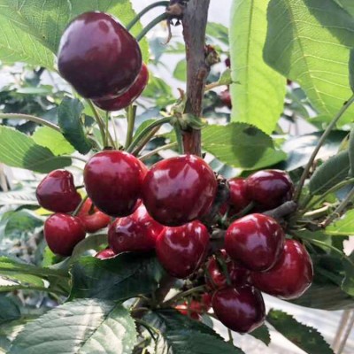 现摘现发大连大樱桃 美早红灯车厘子 3斤/箱应季时令新鲜水果图2