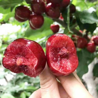 现摘现发大连大樱桃 美早红灯车厘子 3斤/箱应季时令新鲜水果图4