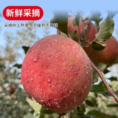 新疆阿克苏冰糖心苹果水果特级大果新鲜丑苹果整箱10斤顺丰包邮图3