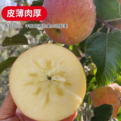 新疆阿克苏冰糖心苹果水果特级大果新鲜丑苹果整箱10斤顺丰包邮图4