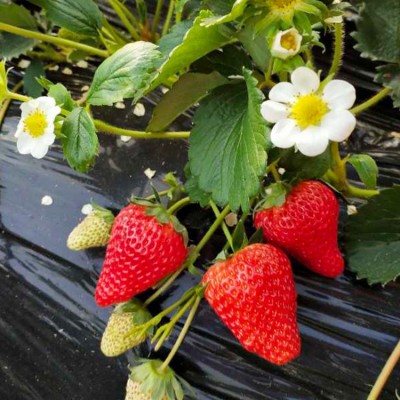 丹东99草莓礼盒 现摘现发当季新鲜草莓大果 东港九九红颜大果礼盒图3