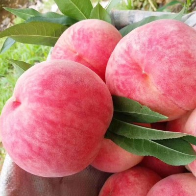 丹东河口艳红桃子 现摘现发新鲜水果水蜜桃 脆甜可口毛桃10斤图3
