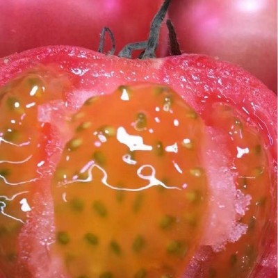 丹东铁皮柿子 新鲜采摘东北特产水果番茄 绿腚生吃草莓西红柿图2