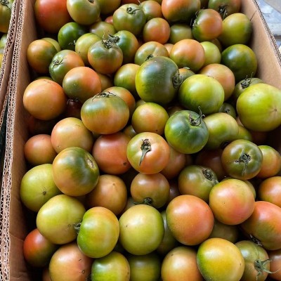 丹东铁皮柿子 新鲜采摘东北特产水果番茄 绿腚生吃草莓西红柿图3